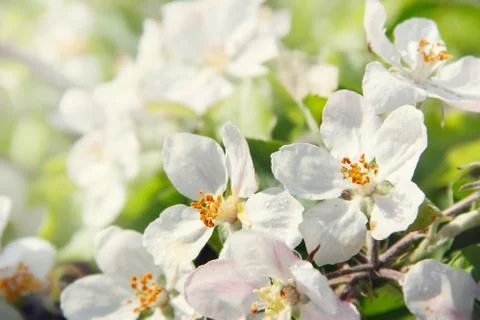 Blooming apple tree Stock Photos