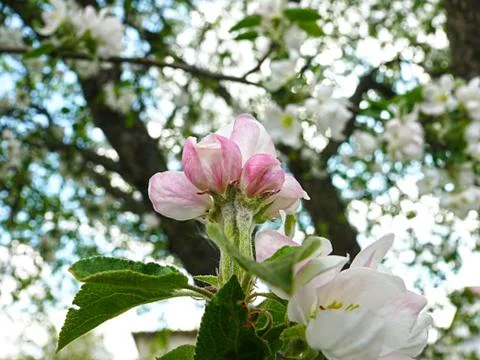 Blooming apple tree Stock Photos
