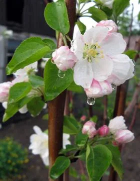 Blooming Apple tree Stock Photos
