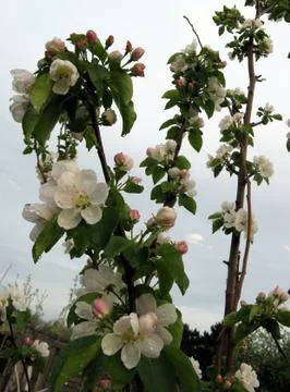 Blooming Apple tree Stock Photos