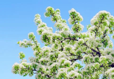 Blooming apple tree Foto stock