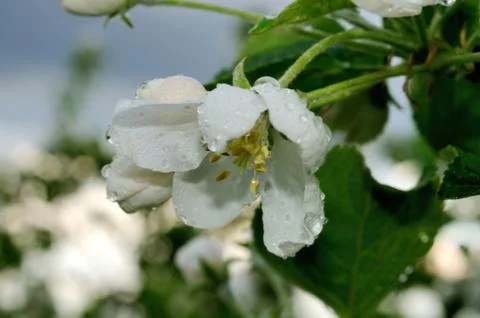 Blooming apple tree Foto stock