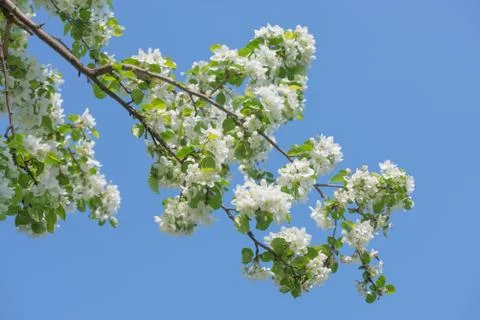 Blooming apple tree Stock Photos