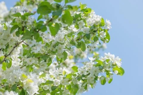 Blooming apple tree 스톡 사진