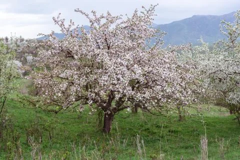 Blooming apple tree. Stock Photos