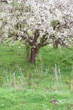 Blooming apple tree. Stock Photos