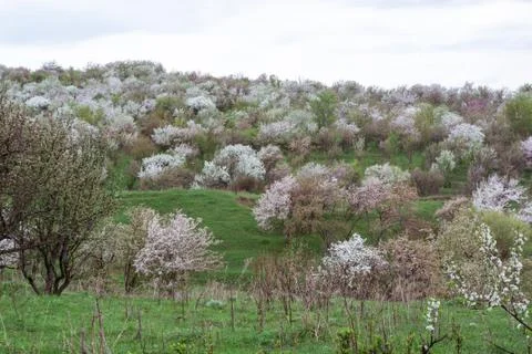 Blooming apple tree. Stock Photos
