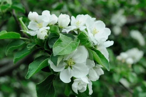 Blooming apple tree Stock Photos