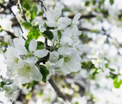 Blooming apple tree Stock Photos