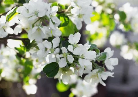 Blooming apple tree Stock Photos
