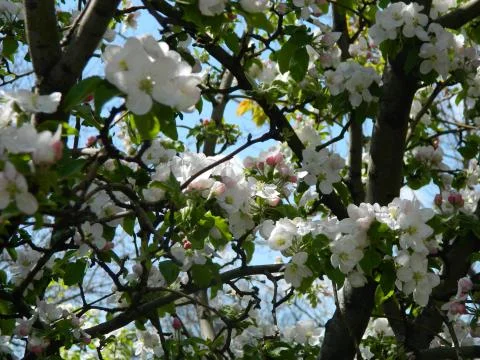 Blooming apple tree Stock Photos