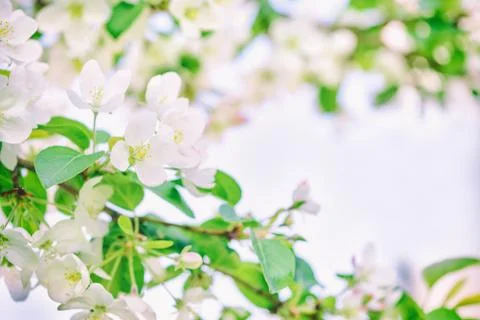 Blooming apple tree Stock Photos