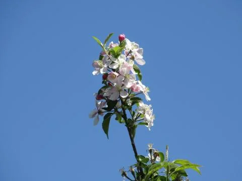 Blooming Apple tree Stock Photos