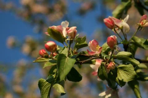 Blooming apple tree Stock Photos