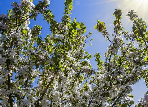 Blooming apple tree Stock Photos