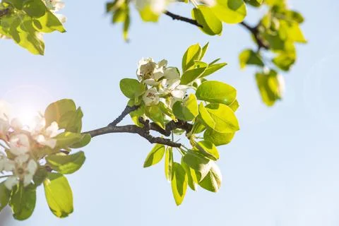 Blooming apple tree. Stock Photos