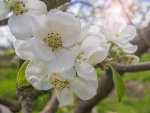 Blooming apple tree. 스톡 사진