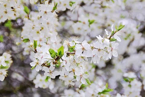 Blooming apple tree Foto stock