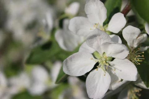 Blooming apple tree Foto stock