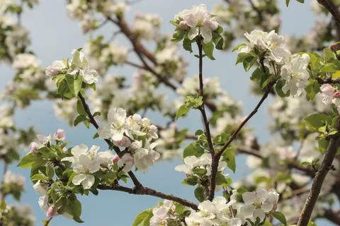 Blooming apple tree Stock Photos