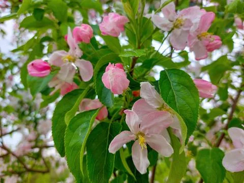 Blooming apple tree. Stock Photos
