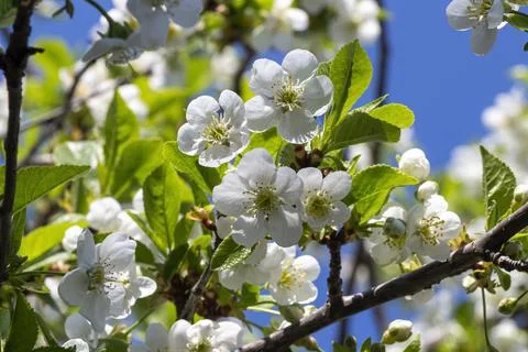 Blooming apple tree Stock Photos