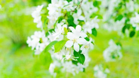 Blooming apple tree. Foto stock