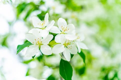 Blooming apple tree. 스톡 사진