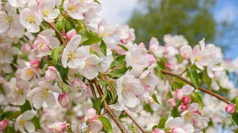 Blooming apple tree Stock Photos