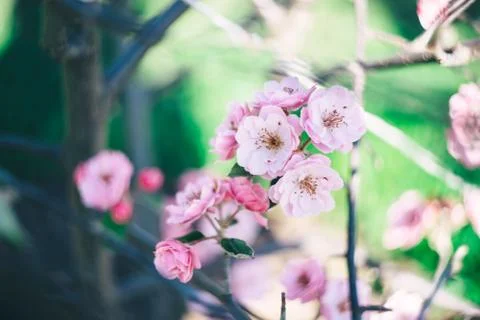 Blooming apple tree pink. The concept of spring and awakening. Stock Photos