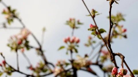 Blooming apple tree with pink flowers in springtime Stock Footage 99116775
