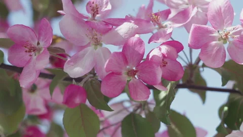 Blooming Apple tree pink flowers ProRes422HQ Video stock 130547324