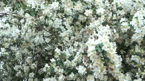 Blooming apple tree pollinated by bees Stock Footage 132364634