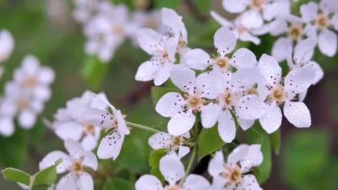 Blooming Apple tree, rain Stock Footage 130378210