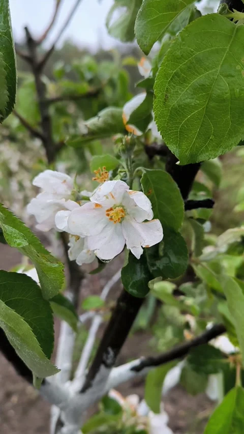 Blooming apple tree on rainy day, fallen drops, vertical footage. Stock Footage 276384994