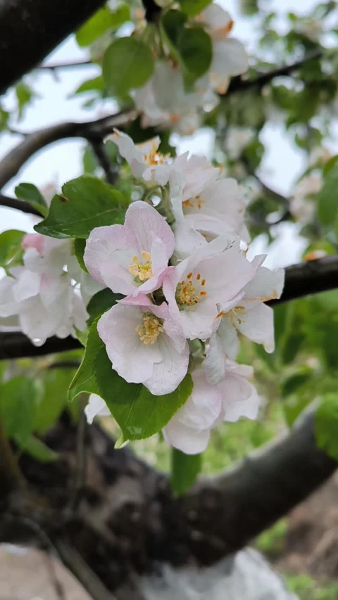 Blooming apple tree on rainy day, fallen drops, vertical footage. Stock Footage 276385015