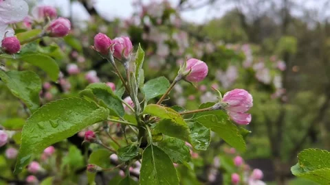 Blooming apple tree on rainy day, fallen drops, horizontal footage. Stock Footage 276385160