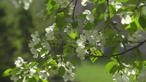Blooming apple tree in the rays of sunlight Vídeo Stock 83292674