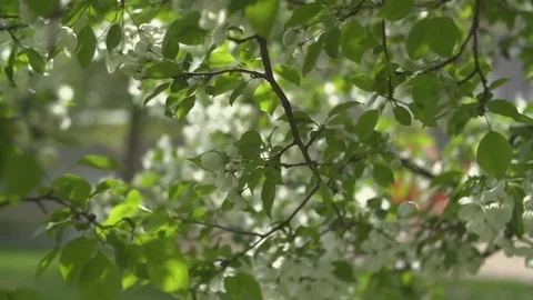 Blooming apple tree in the rays of sunlight 스톡 동영상 83292804