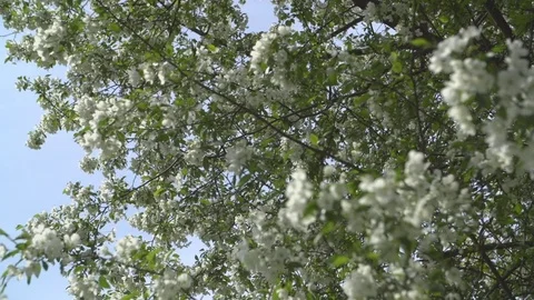 Blooming apple tree in the rays of sunlight Vídeo Stock 83292847