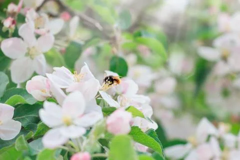 Blooming apple tree in the rays of sunlight. The wasp sits on a flower Stock Photos