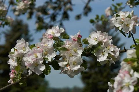 Blooming apple tree in the rays of sunlight. Springtime in bavaria Stock Photos