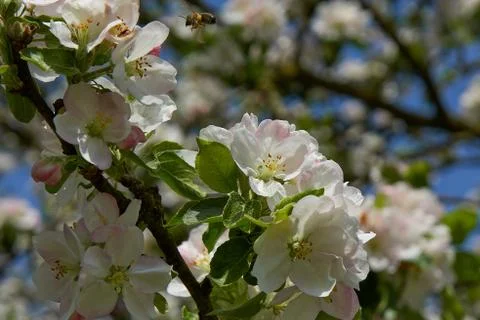 Blooming apple tree in the rays of sunlight. Springtime in bavaria Stock Photos