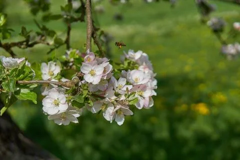 Blooming apple tree in the rays of sunlight. Springtime in bavaria Stock Photos