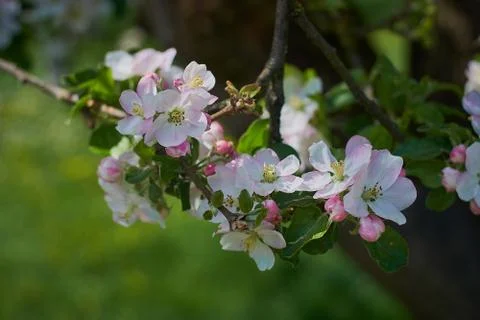Blooming apple tree in the rays of sunlight. Springtime in bavaria Stock Photos