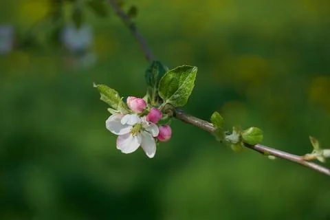 Blooming apple tree in the rays of sunlight. Springtime in bavaria Stock Photos