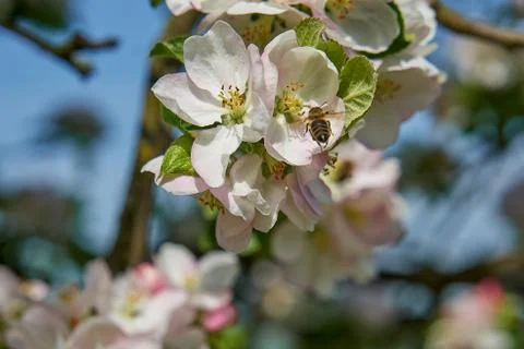 Blooming apple tree in the rays of sunlight. Springtime in bavaria Stock Photos