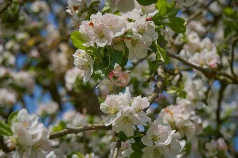 Blooming apple tree in the rays of sunlight. Springtime in bavaria Stock Photos