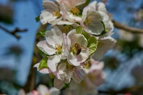 Blooming apple tree in the rays of sunlight. Springtime in bavaria Stock Photos