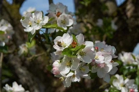 Blooming apple tree in the rays of sunlight. Springtime in bavaria Stock Photos